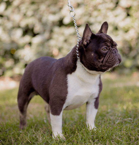 Healthy Male and Female French Bulldog Puppies | Lindor French Bulldogs