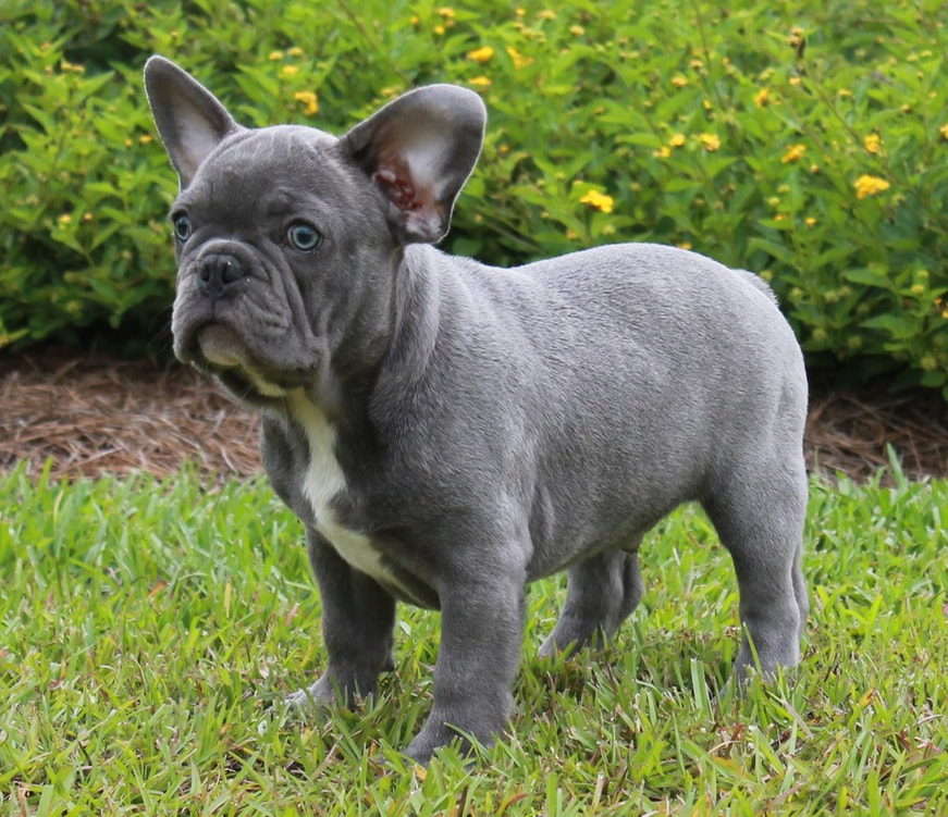 Blue Brindle French Bulldog - Lindor French Bulldogs