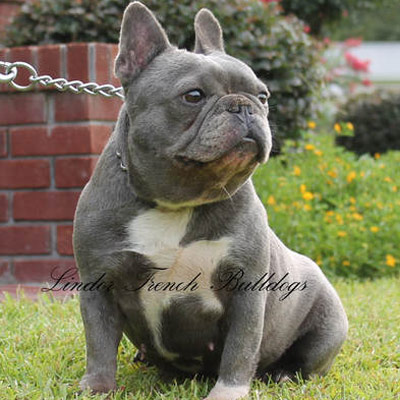 77+ Blue Brindle French Bulldog Full Grown