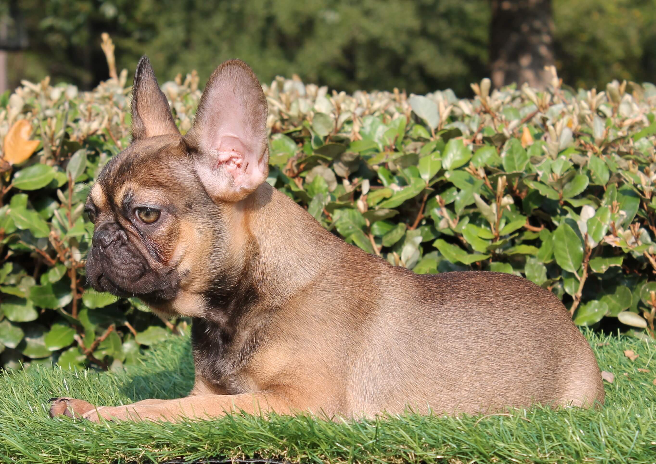 French Bulldog Puppies For Sale Waycross, Douglass, Lindor