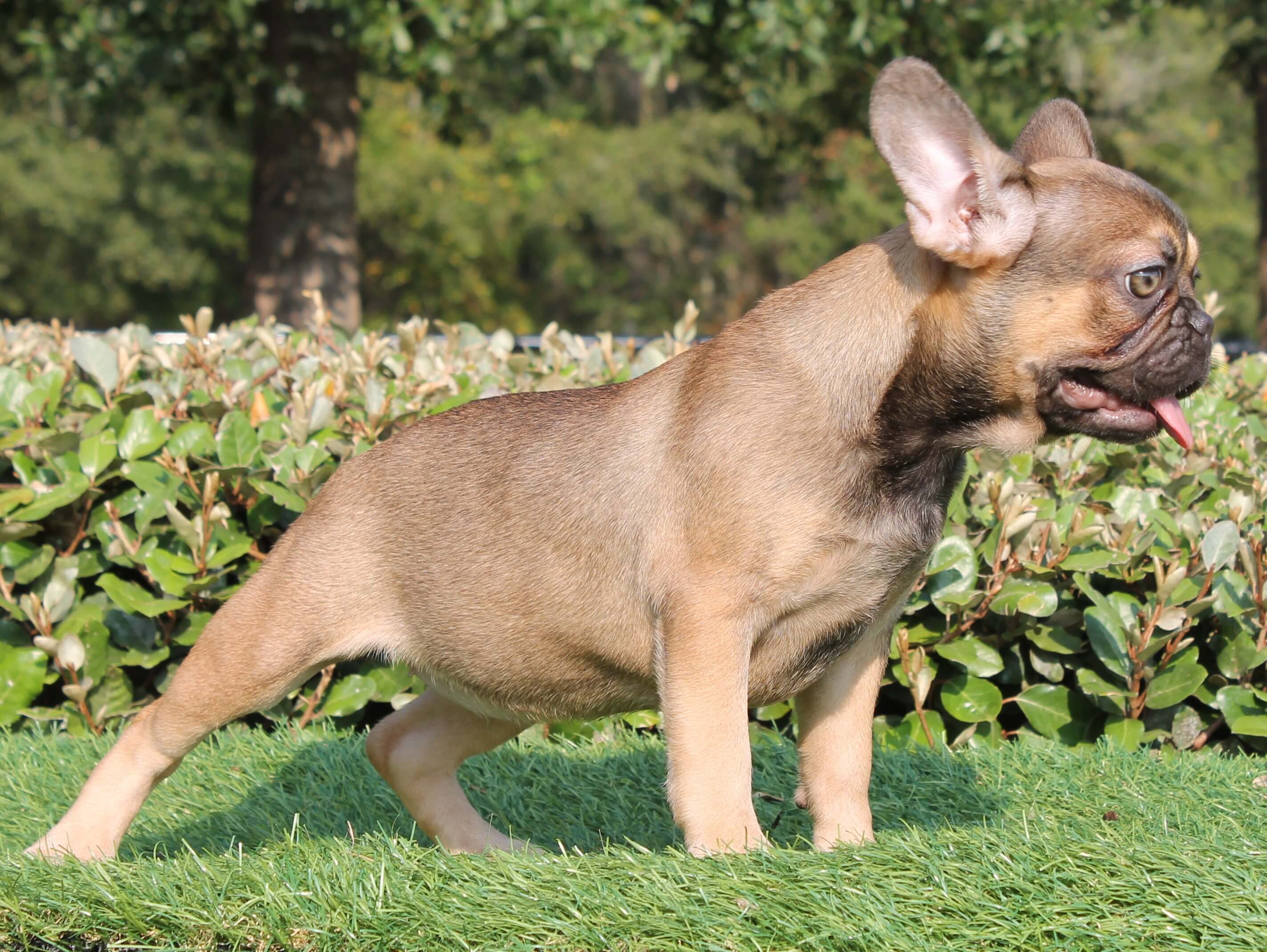 French Bulldog Puppies For Sale Waycross, Douglass, Lindor