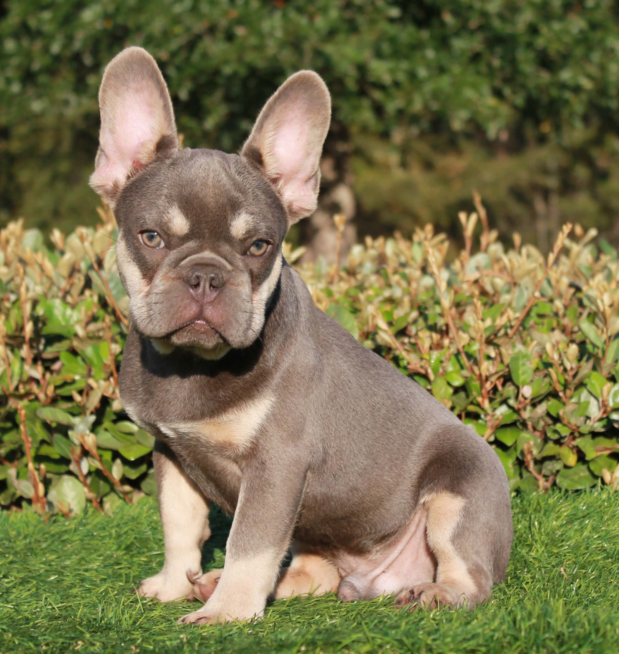 French Bulldog Puppies For Sale Waycross, Douglass, Lindor